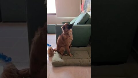 Meu amor, meu Chicão