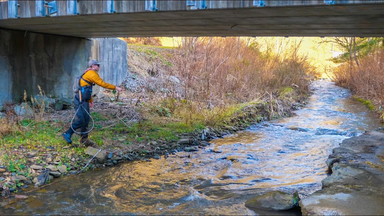 Catching BIG TROUT in a SMALL CREEK!! (crazy day of fishing)