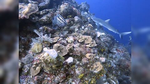 Reef Shark, Crab Alley in Cayman Brac 12/23