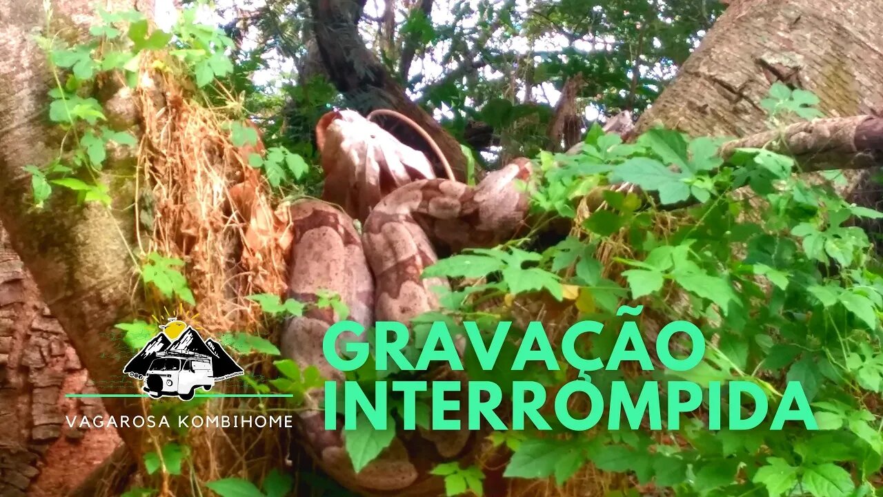 Ep. 08 - Cobra na mata - vivendo na #kombihome