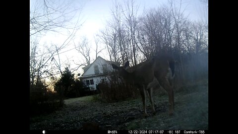 Deer Cam 12-22-2024