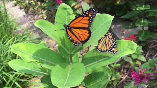 Unique Whitefish Bay front yard invites butterflies to flutter by