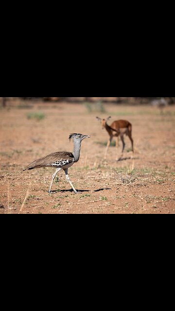 Африканската голяма дропла (Ardeotis kori)