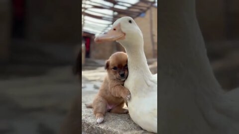 Puppy & Duck