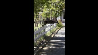 Deer Fence Hopping