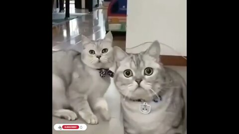 cute cat videos 😹 funny videos 😂1190