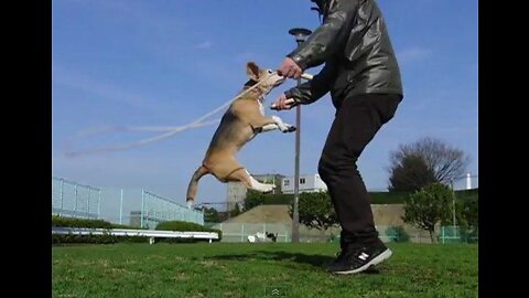 Dog's making skipping record