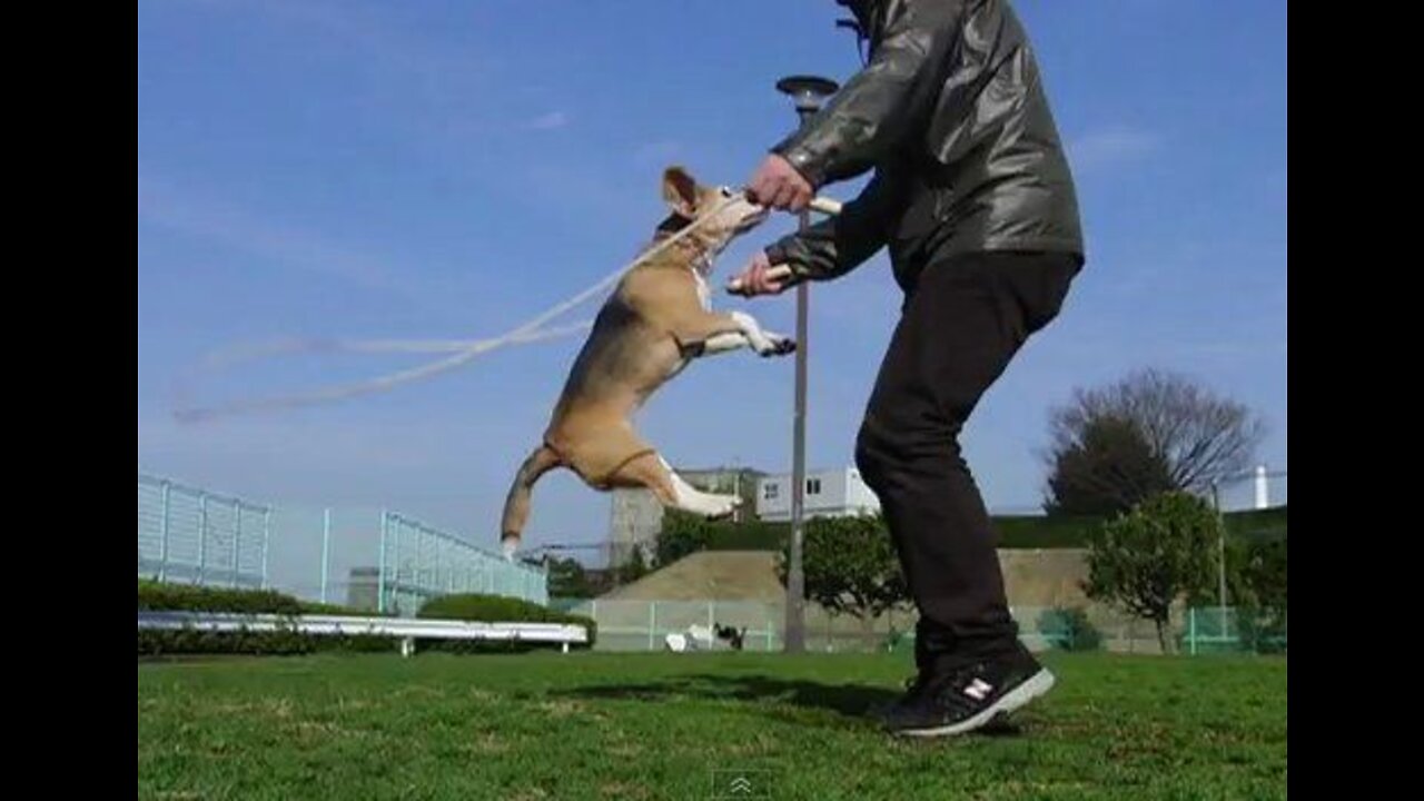 Dog's making skipping record