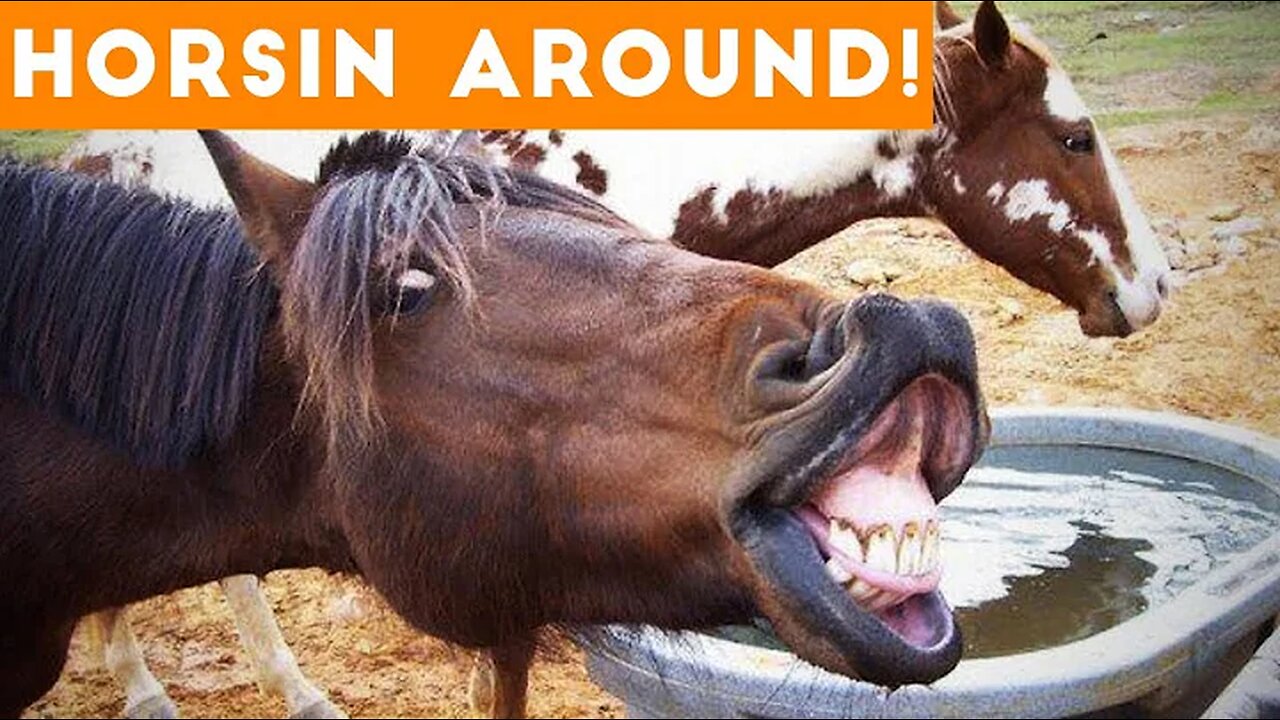 Funniest Horse Videos of 2018 Weekly Compilation | Funny Pet Videos