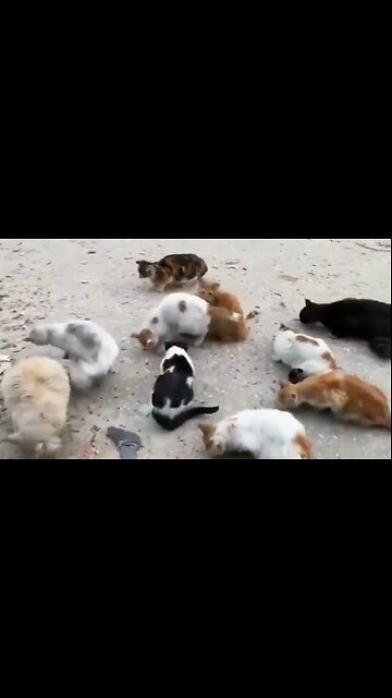 Palestinians Give What Little They Have to Cats