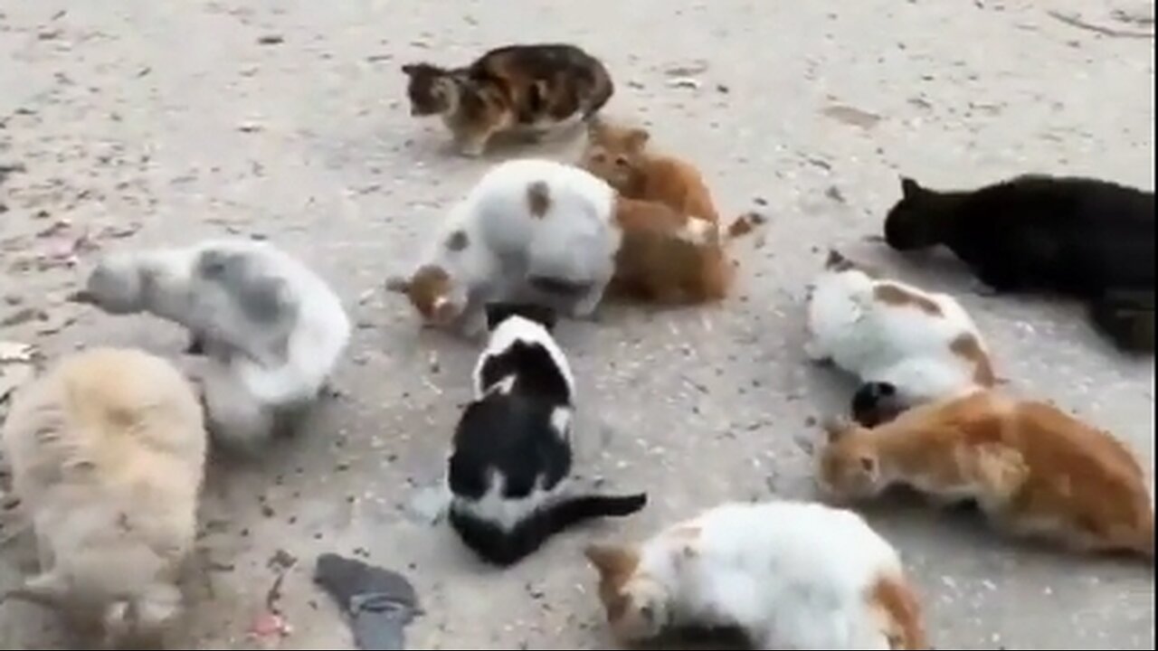 Palestinians Give What Little They Have to Cats