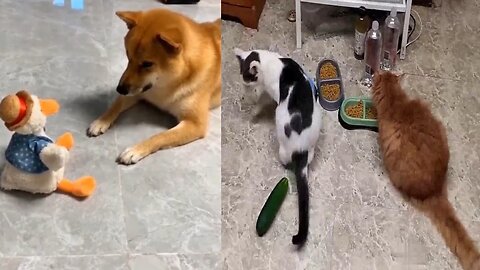 Funny Animal Videos 2023 🥰 - Funniest Dogs and Cats Videos 😁
