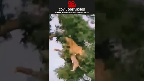 leão e leopardo brigando em cima de uma arvore