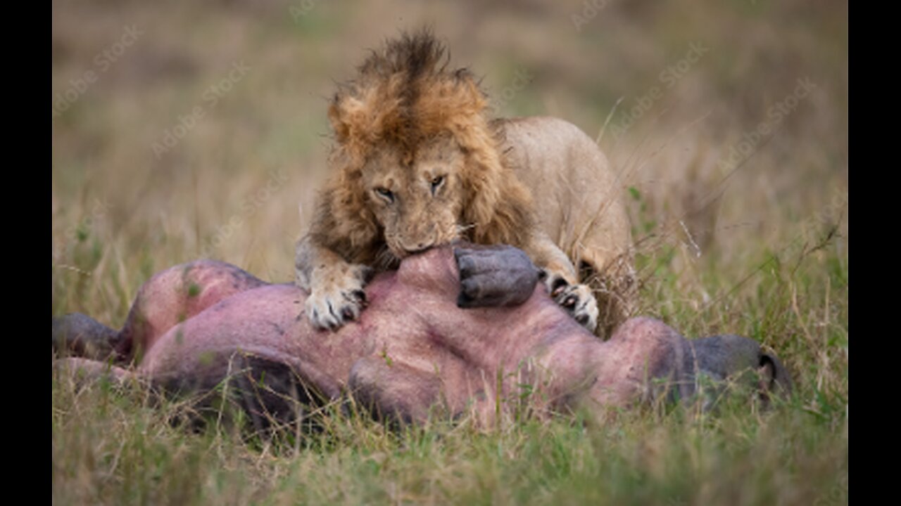 Wild Lion Hunting Hippo