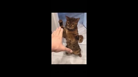 Funny video 2023 😂🤣 cats and dogs funny videos 😂