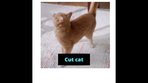 So cute cut funny videos 😺