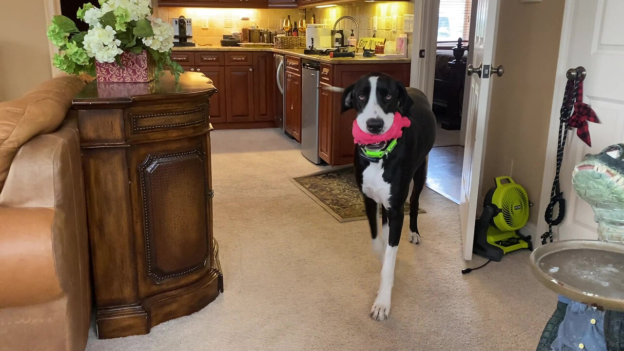 Great Dane paces with her piggy watching for mom to come home