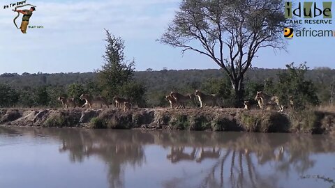 Mangheni Pride: The Other Mapogo Daughters