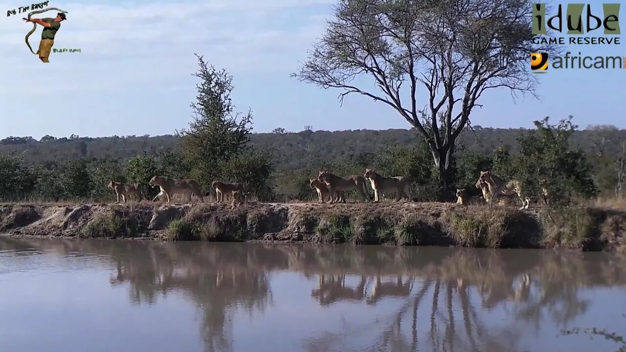 Mangheni Pride: The Other Mapogo Daughters