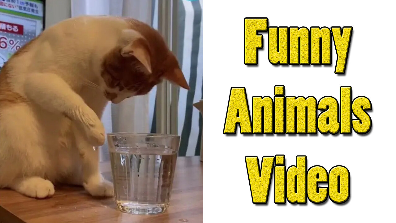 funny animals - funny cats / dogs