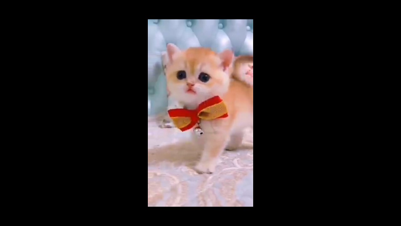 Cute cats!!Funny cats#shorts Funny Cats 14.1M view