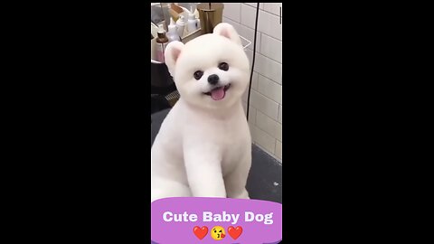 Cute Baby Dog❤️❤️😘
