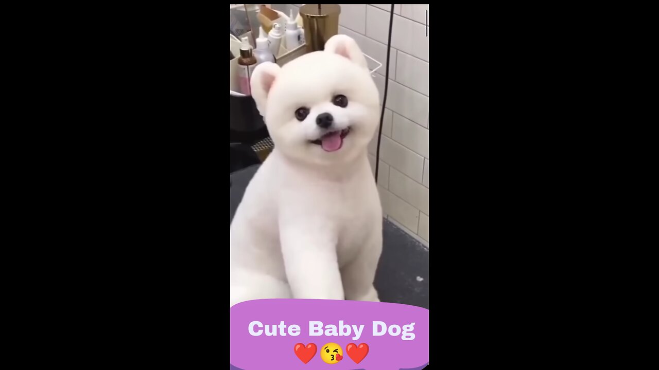 Cute Baby Dog❤️❤️😘