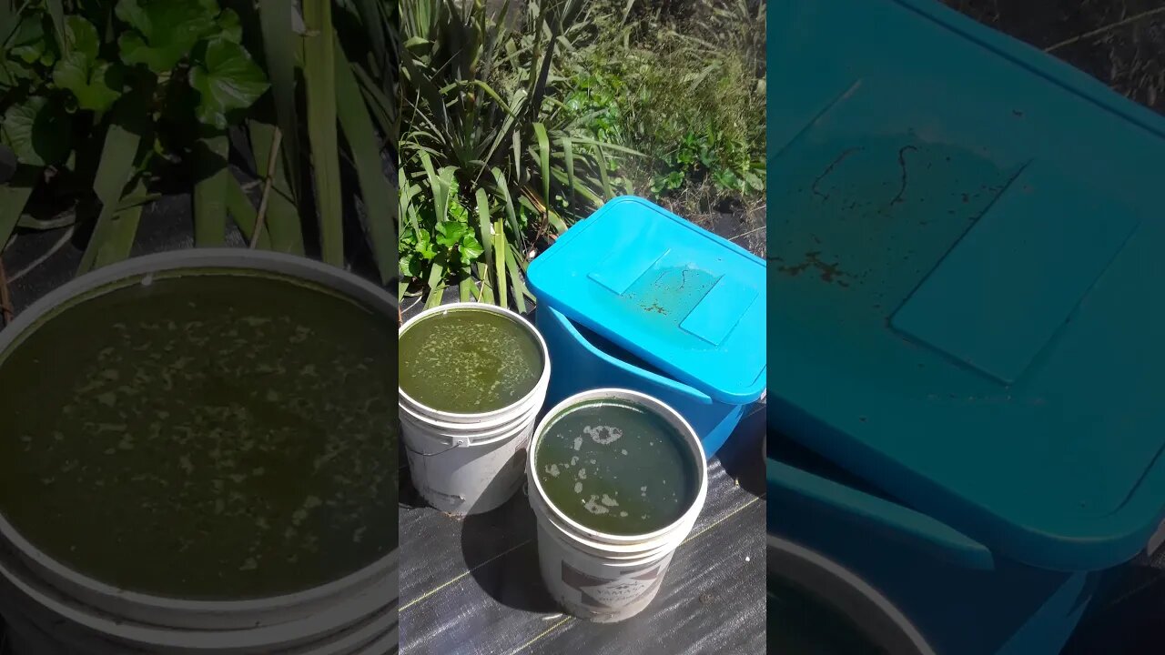 Horse Manure works great!