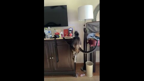 Monkey Invites Itself Into Hotel Room