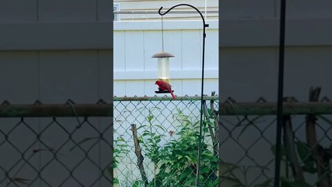 Red Cardinal ❤️ it’s bird feeder #shorts