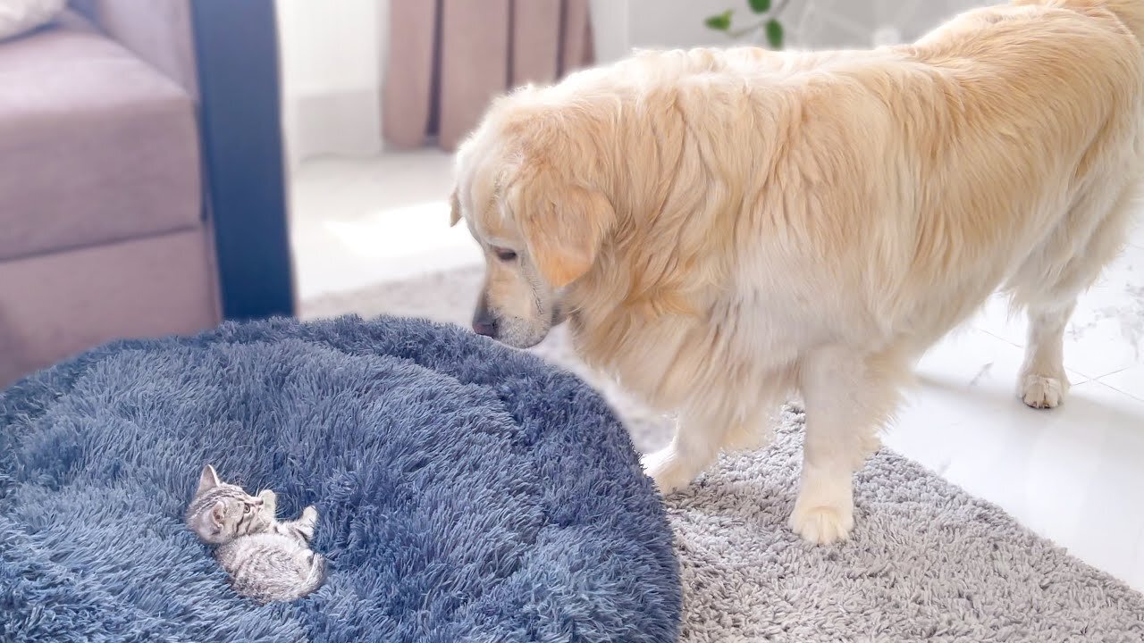 Golden Retriever Shocked by a Kitten occupying his bed!"