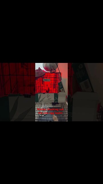 #hens #egg #dog #coop #diy #viral #shorts #chicken