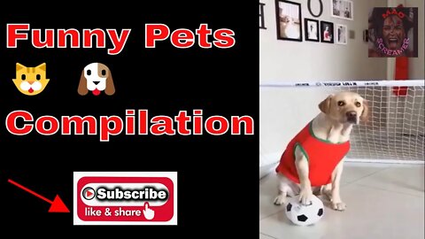 Funny Pets Compilation 🐱🐶