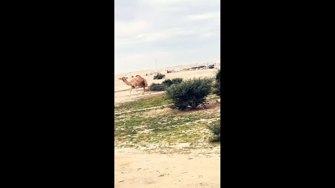 The camel
