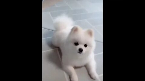adorable dog doing dance on voice #Petsandwild #babydog #adorabledogs