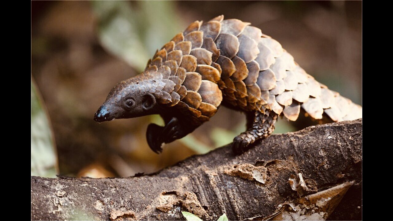 5 Fun Facts About The Black-Bellied Pangolin