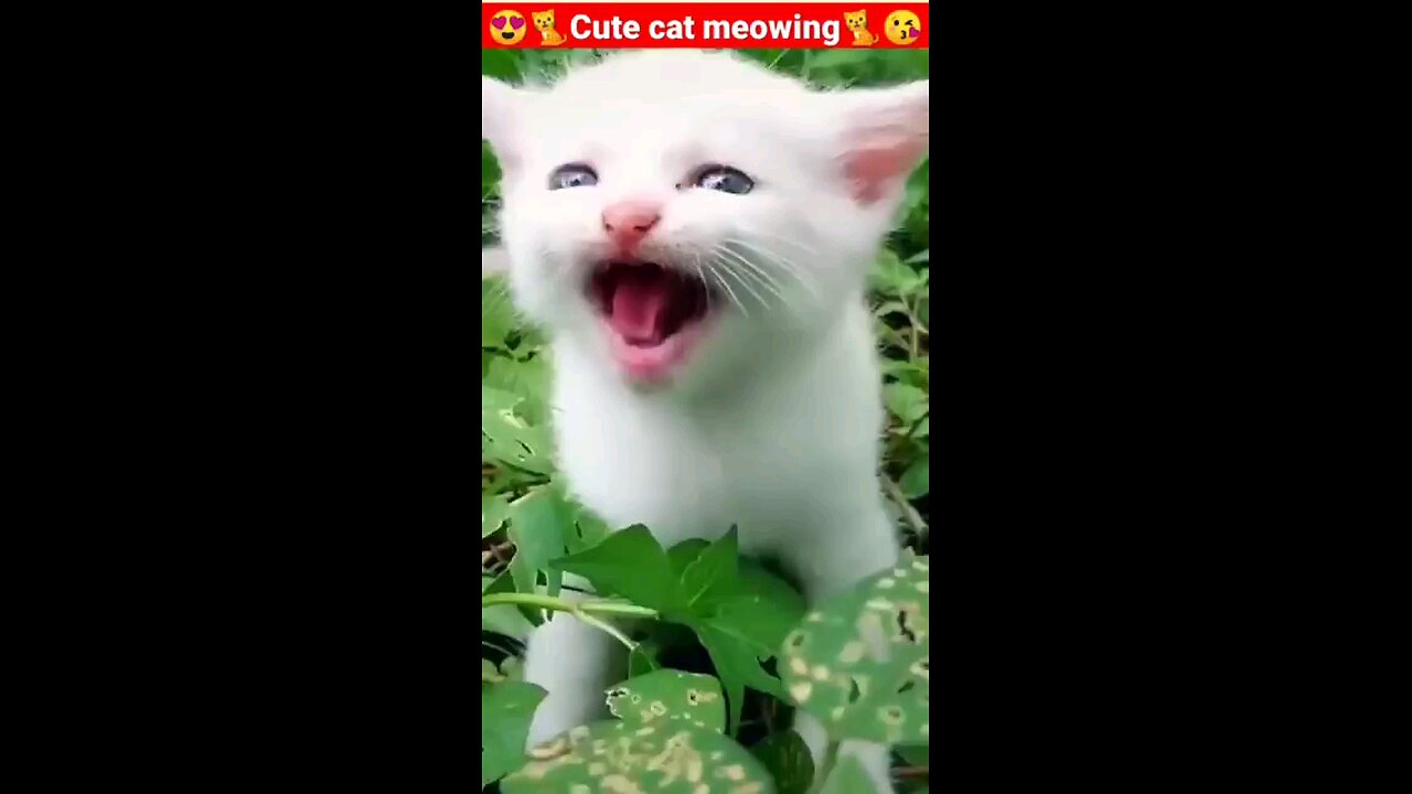 cat funny 😄😁