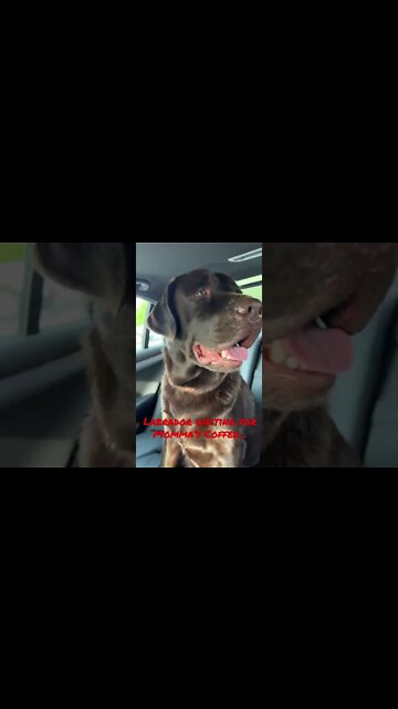 #McDonalds coffee is best says Momma! #Shorts #shortsvideo