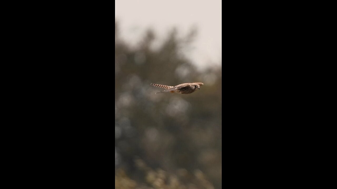 The kistrel has ability to balance and stop in midair