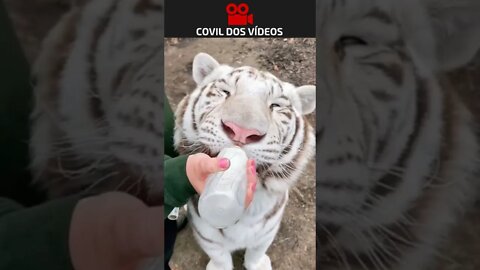 ✅que lindo esse bebê tigre😍😍 #shorts