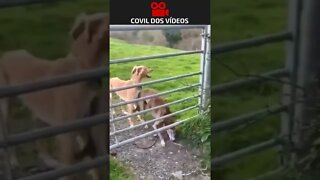 cachorro pulando a cerca