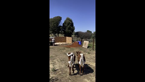 Pinzgauer heifers