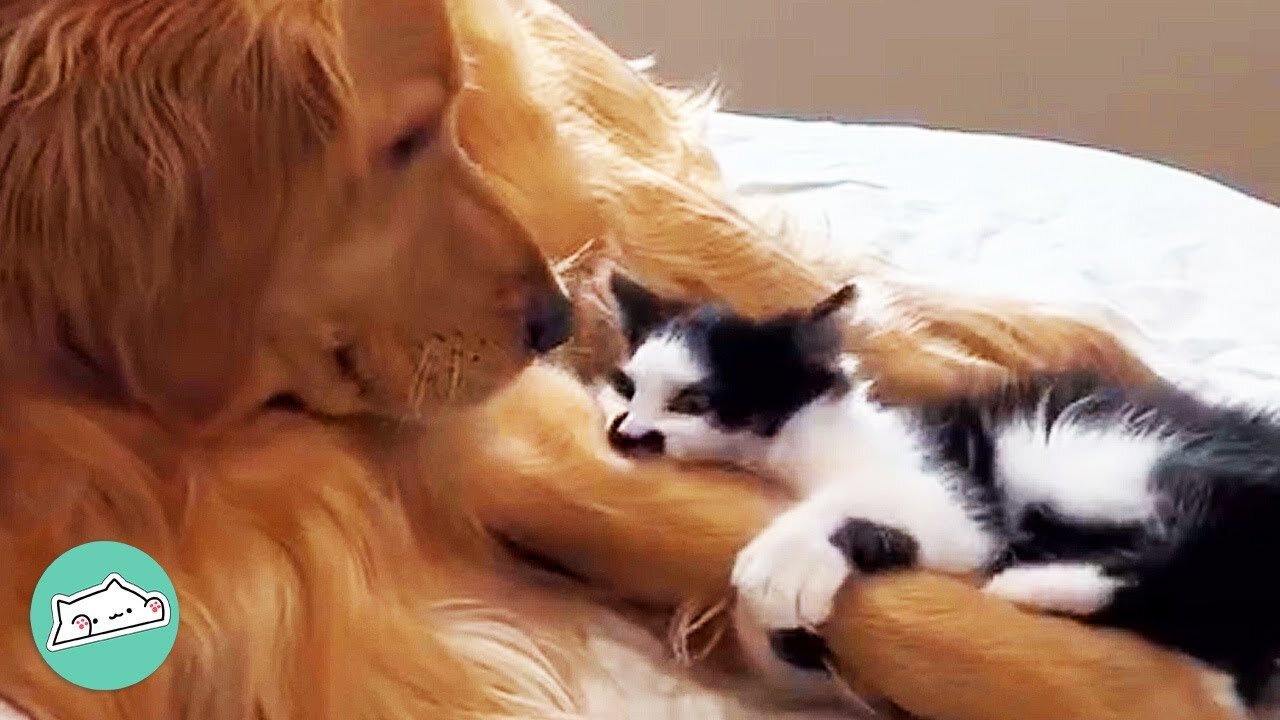 Tiny Cat Thinks He’s A Pup And Wrestles With Dog Brother | Furry Buddies