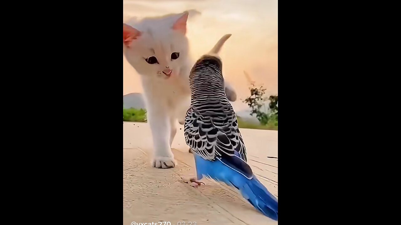 Cat and parrot friendly video 🐦🐦🐦