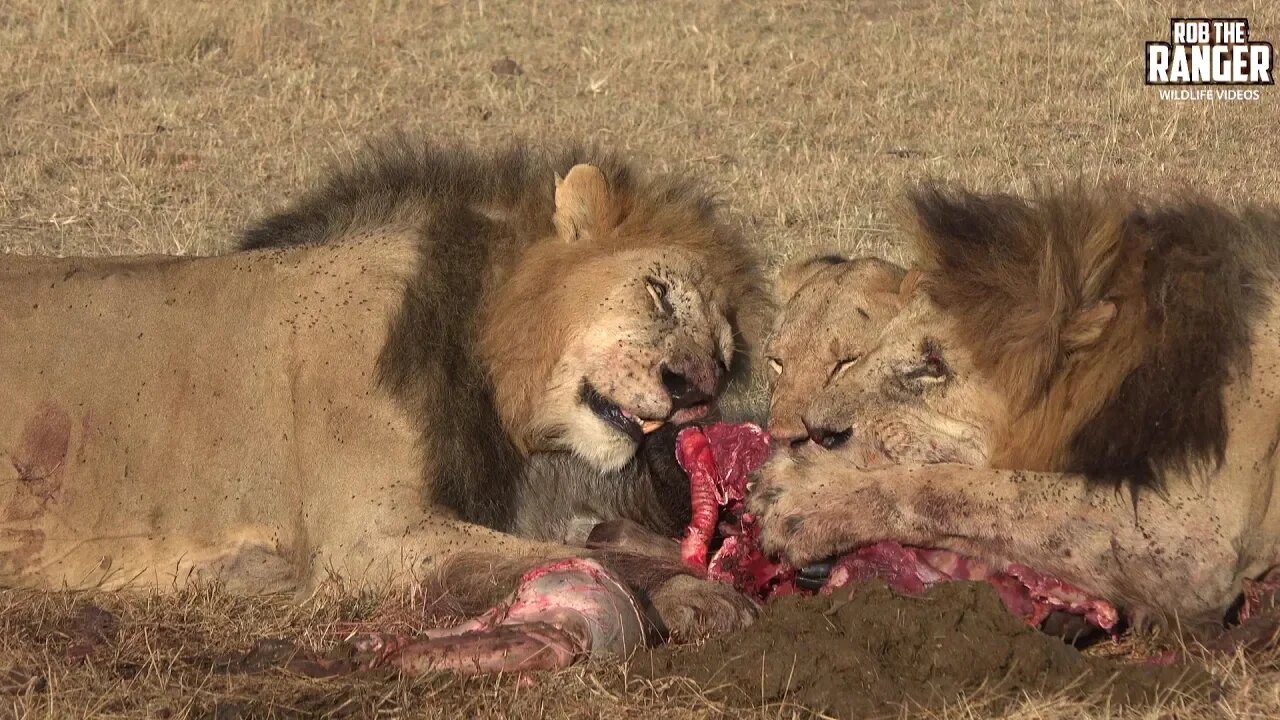 Lions Have A Gnu For Breakfast | Maasai Mara Safari | Zebra Plains