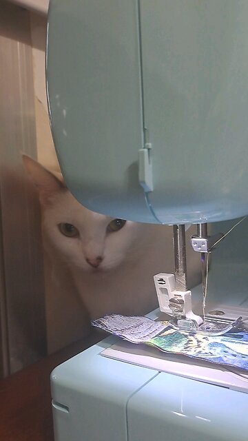 sewing with cats