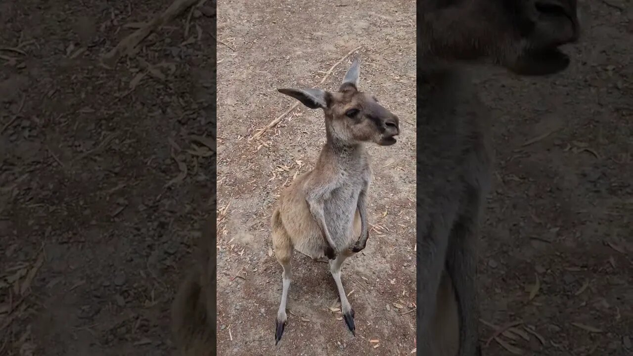 feed the kangaroo