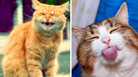 Cute cats! Funny cats