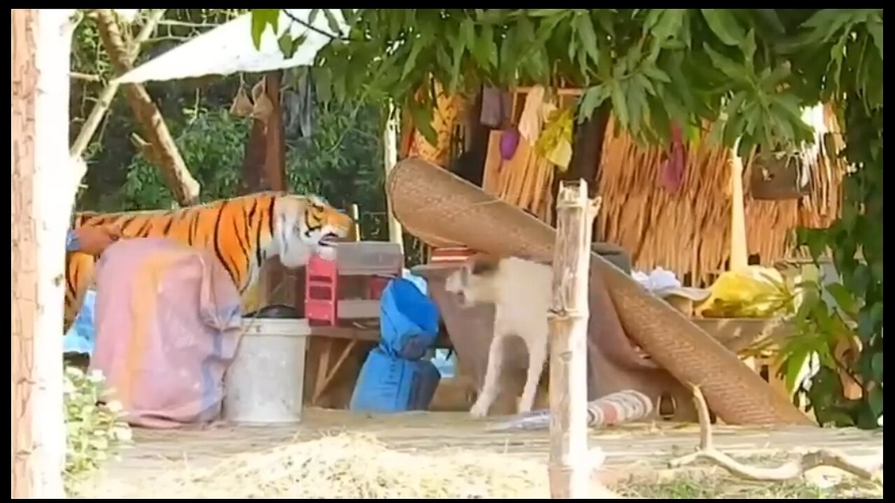 Funny Dog reaction clips