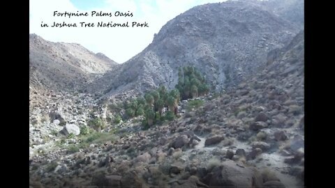 49 Palms Oasis Hike Joshua Tree National Park California